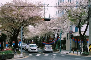 The Eco-Jeju Guide: Electric Car Rentals and Zero-Waste Stays.