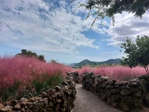 The Ultimate Jeju Island Day Trip Itinerary: What to See &amp; Do