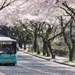 Working Remotely from Korea: The Ultimate Guide for Digital Nomads