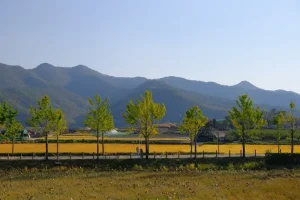 How to Book KTX Tickets in Korea: A Step-by-Step Guide