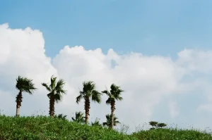 Eat Your Way Through Jeju: A Food Lover’s Guide to Island Delicacies
