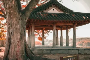 Jinhae Cherry Blossom Festival: A Magical Day Trip Guide from Busan